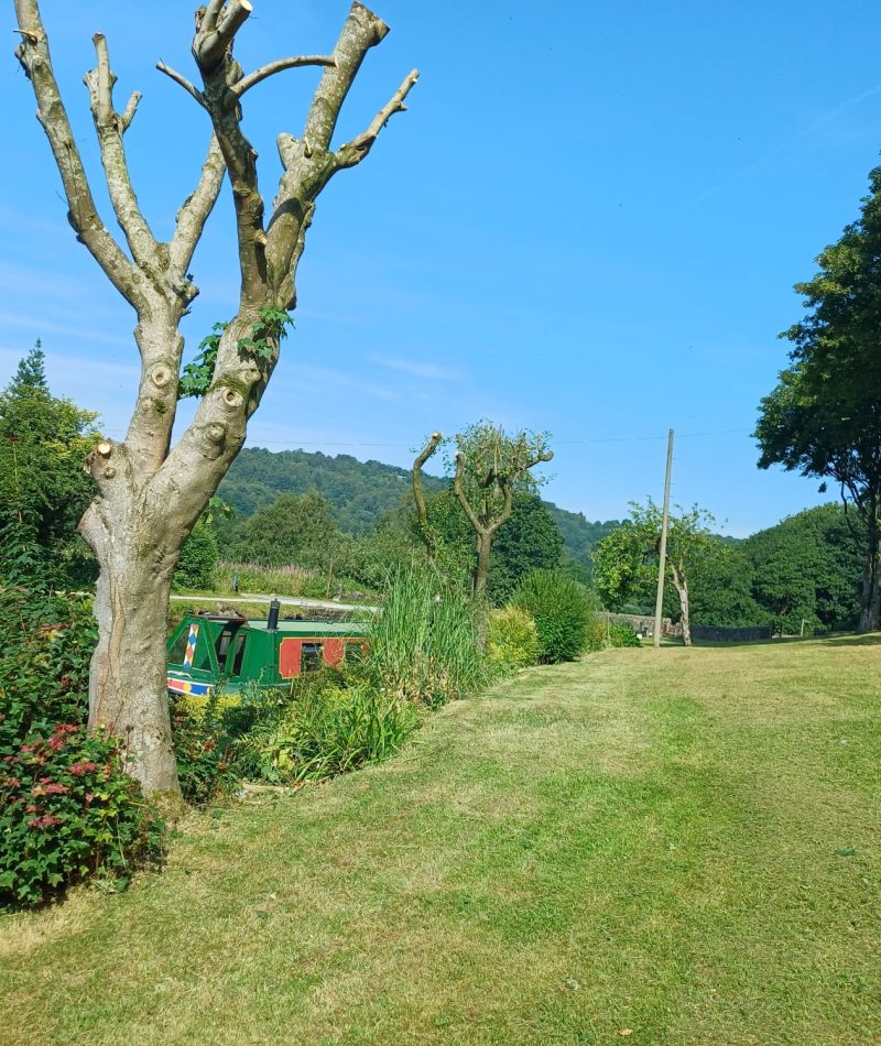 Mown lawn with shaped hedges and pruned trees